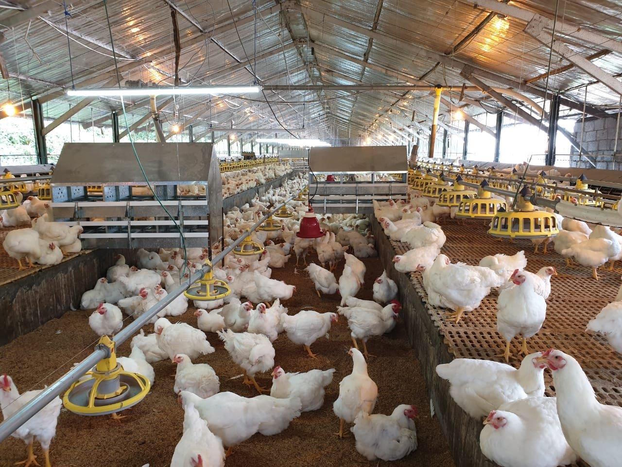 Sri Lanka | One Health Poultry Hub