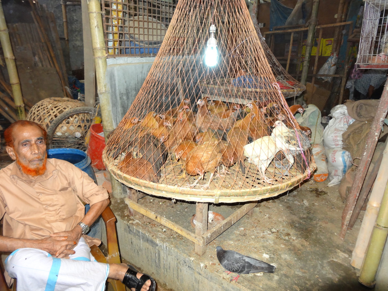Man next to caged chickens in live bird market, Bangladesh