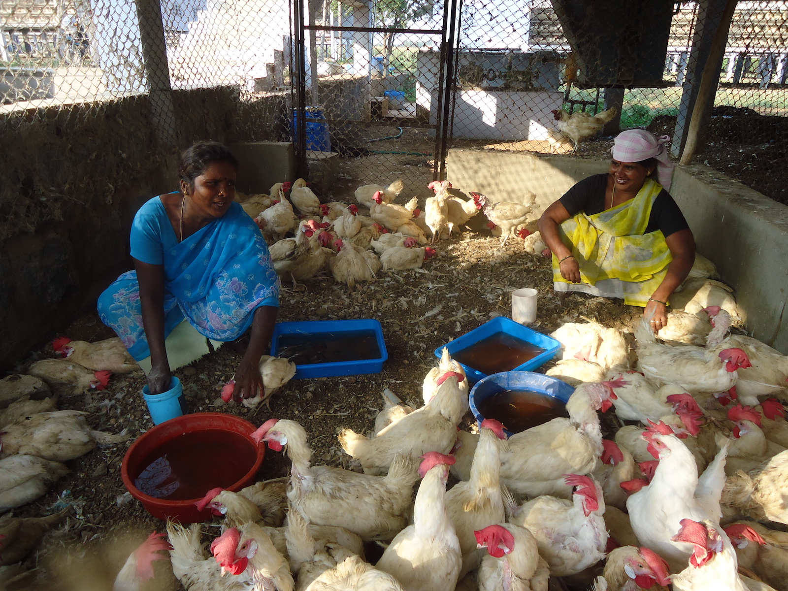 poultry-in-india-one-health-poultry-hub