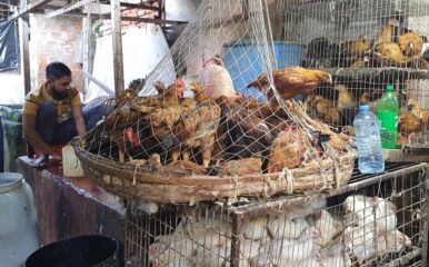 basket of chickens in a market setting with man in background.