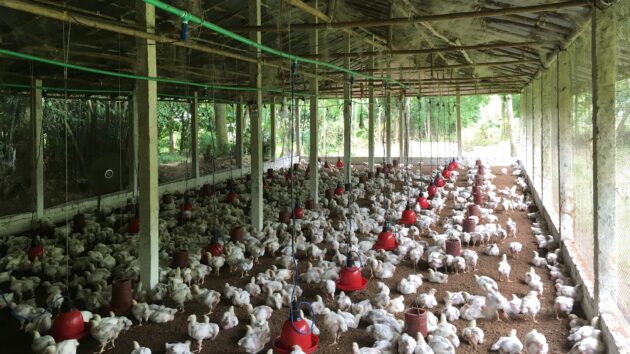 chickens in wooden barn