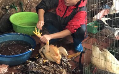 chicken carcass held by woman